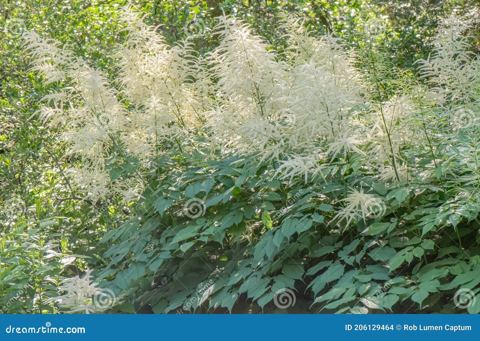 goat`s beard, natural habitat in the shade