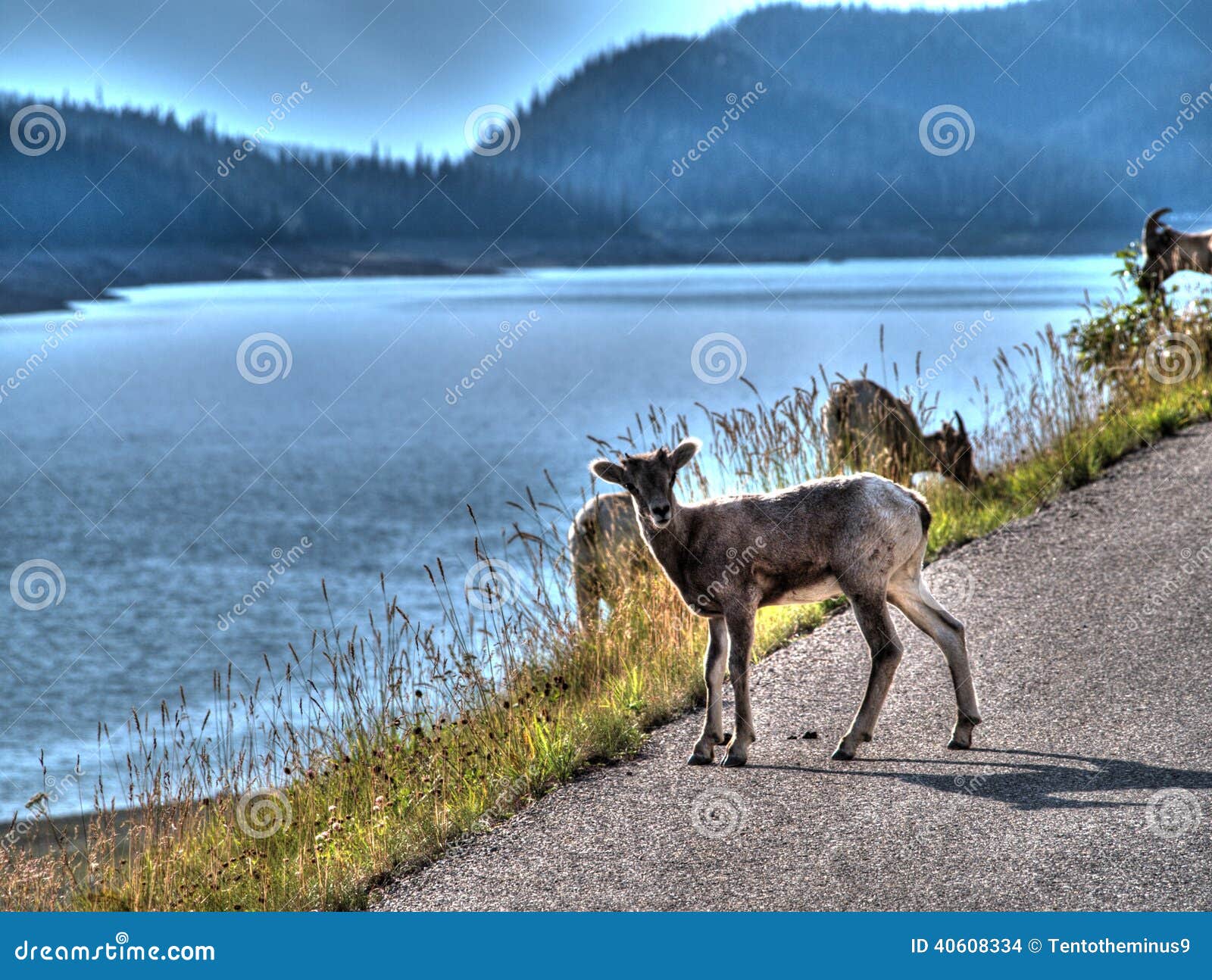 a goat on the side of a road in canana