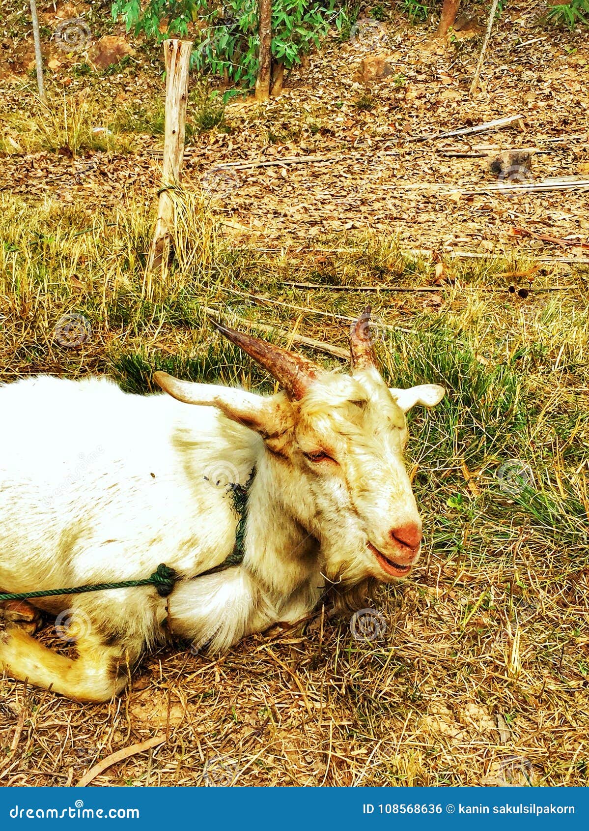 Goat sitting on the ground stock photo. Image of sleepy 108568636