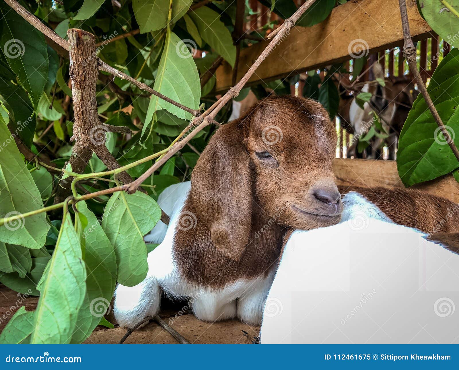 The goat sleeps stock image. Image of corral, lamb, brown 112461675