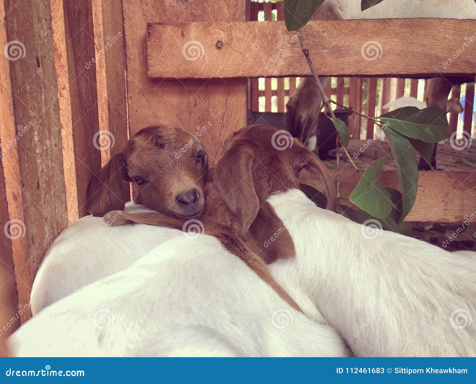 The goat sleeps stock image. Image of corral, goat, face 112461683