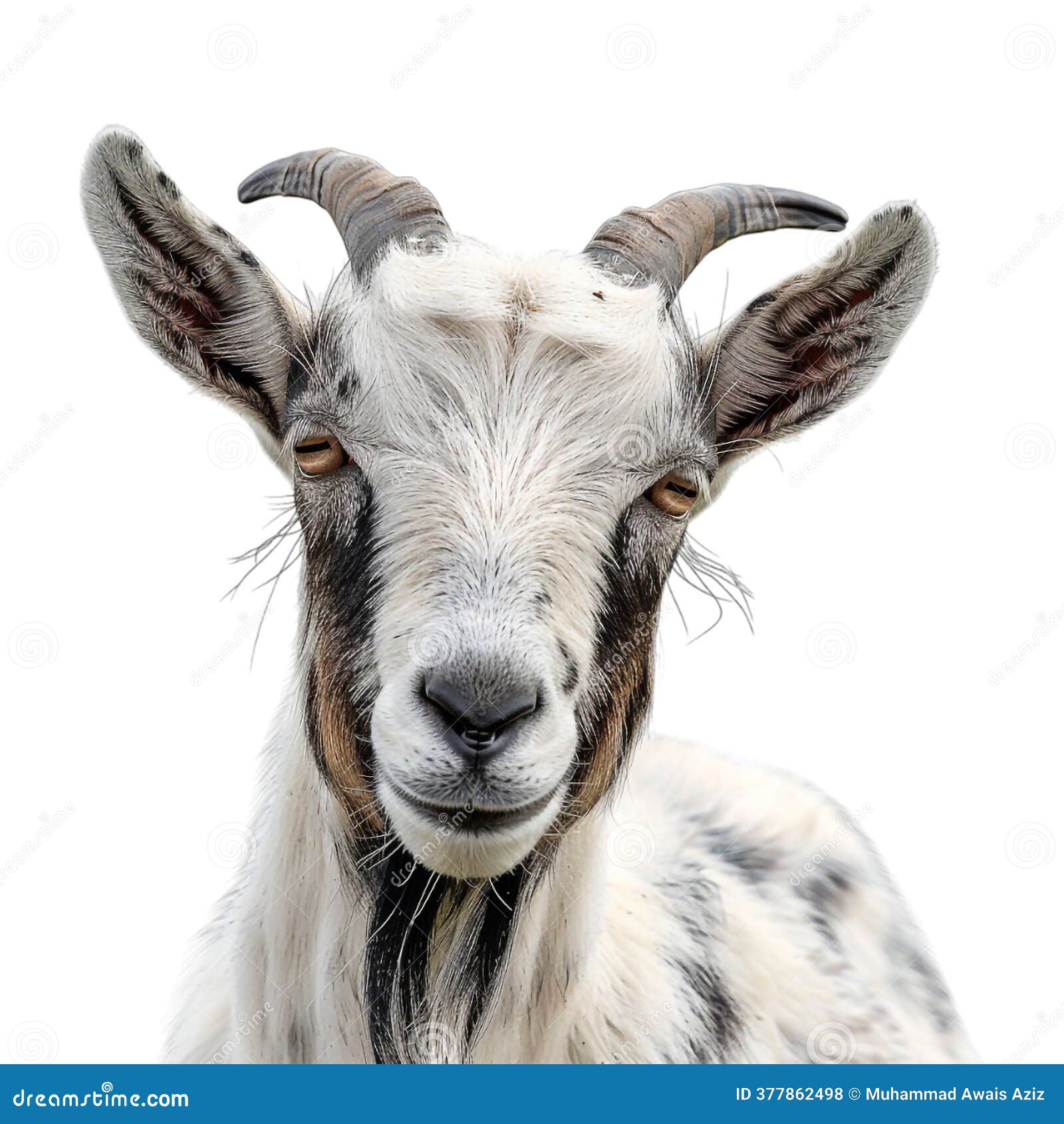 Goat on Transparent Background - Ai Generated Stock Illustration -  Illustration of transparent, sheep: 377862498