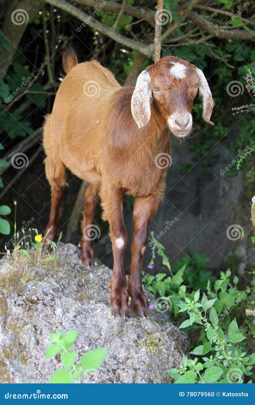 Goat in turkish village stock photo. Image of chamal 78079560