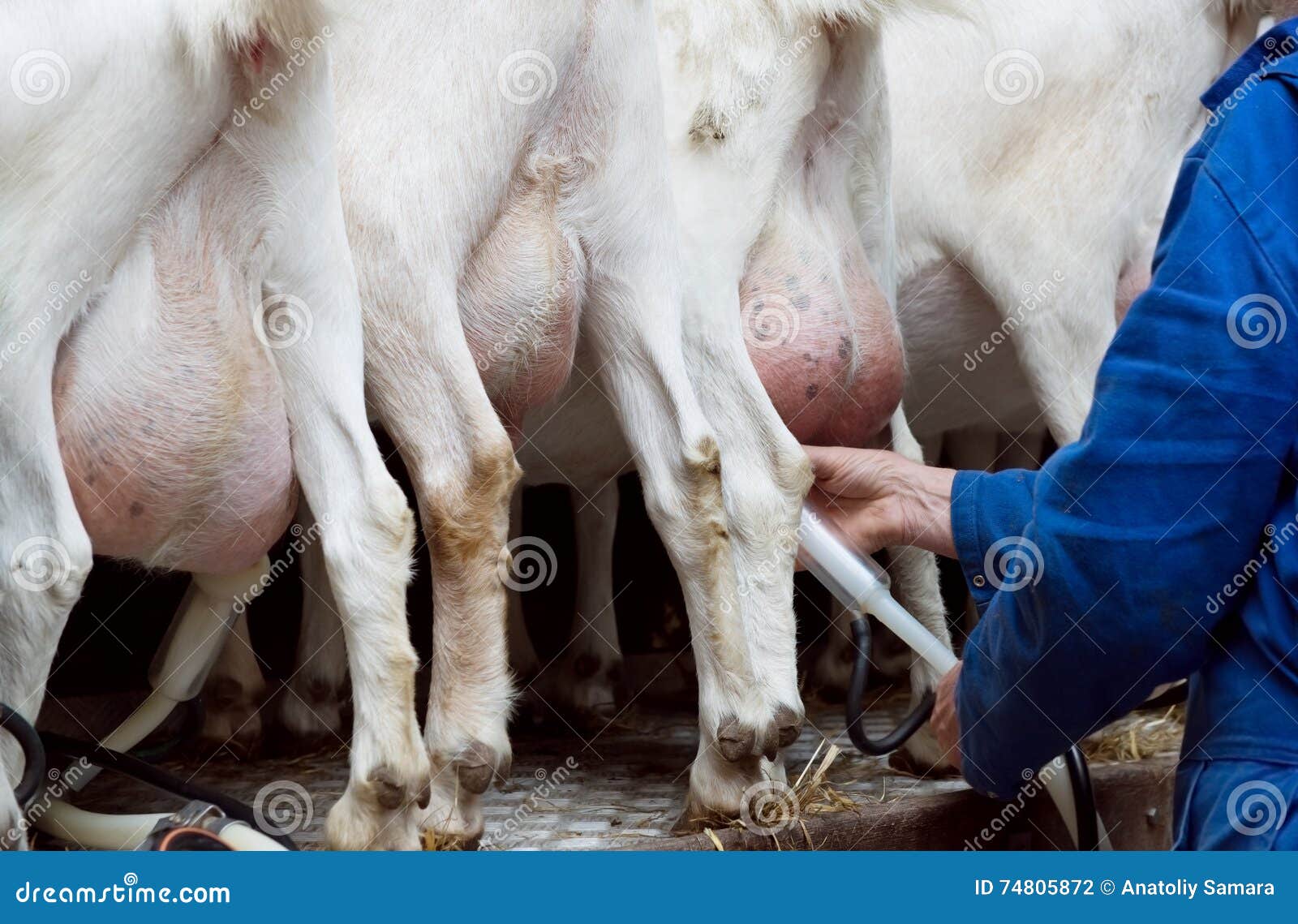 goat udder and hooves shot from back