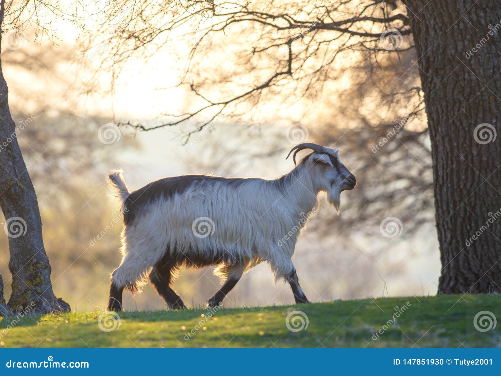 Goat Walking on Meadow at Sunset Stock Photo Image of mountain, wild