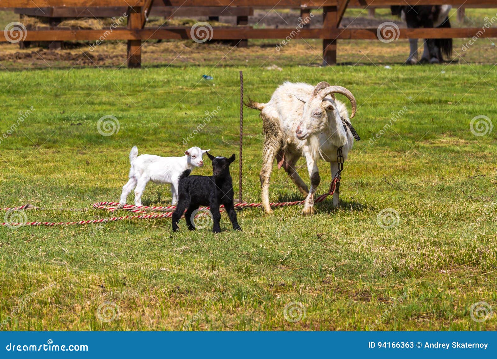 The Goat Walks in the Clearing with Its Kids Stock Image Image of