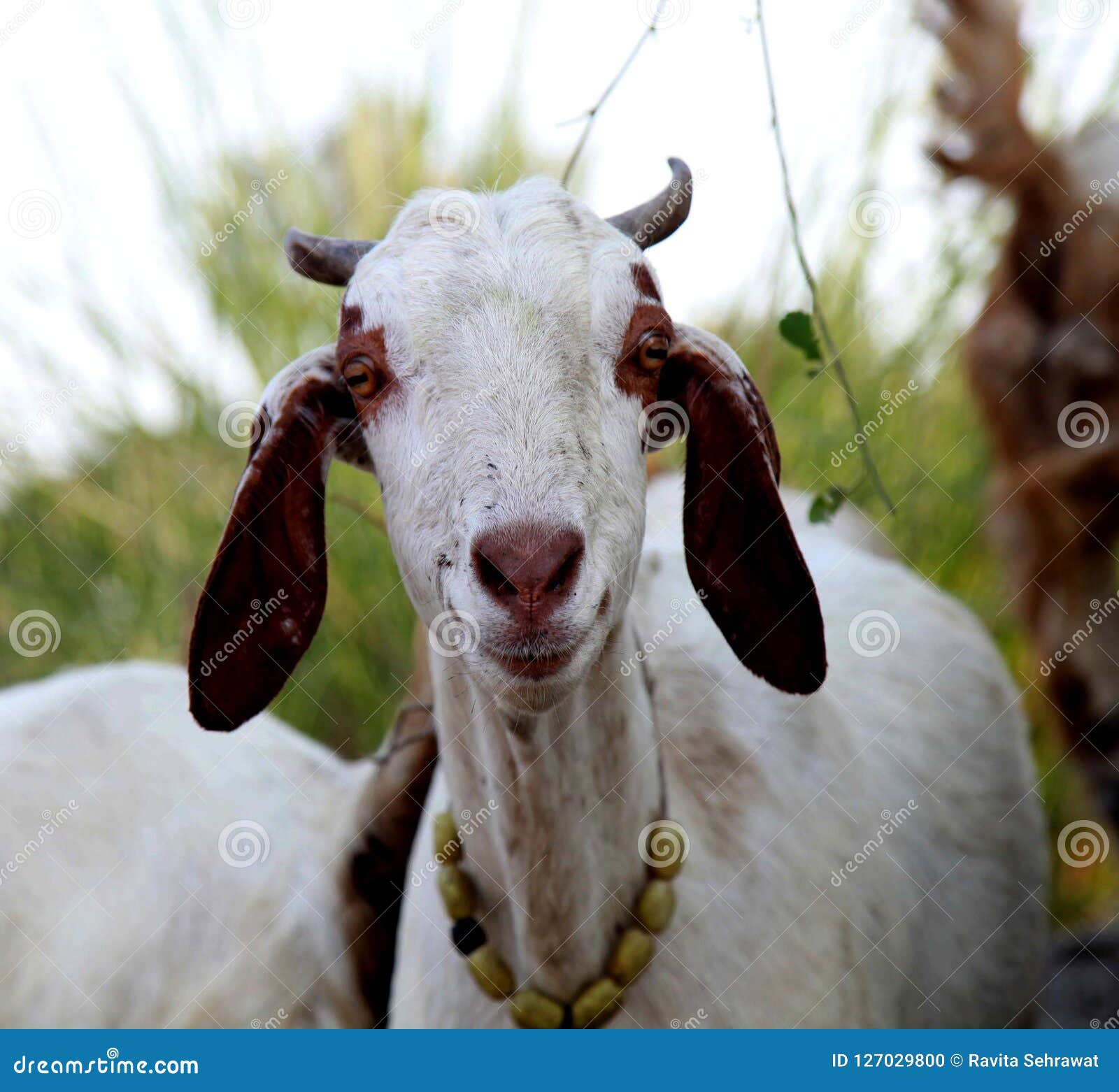 Goat Wondering in Rural Indian Landscape. Stock Photo - Image of wild, lifestyle: 127029800 Goat Wondering in Rural Indian Landscape. Stock Photo - Image of wild, lifestyle: 127029800