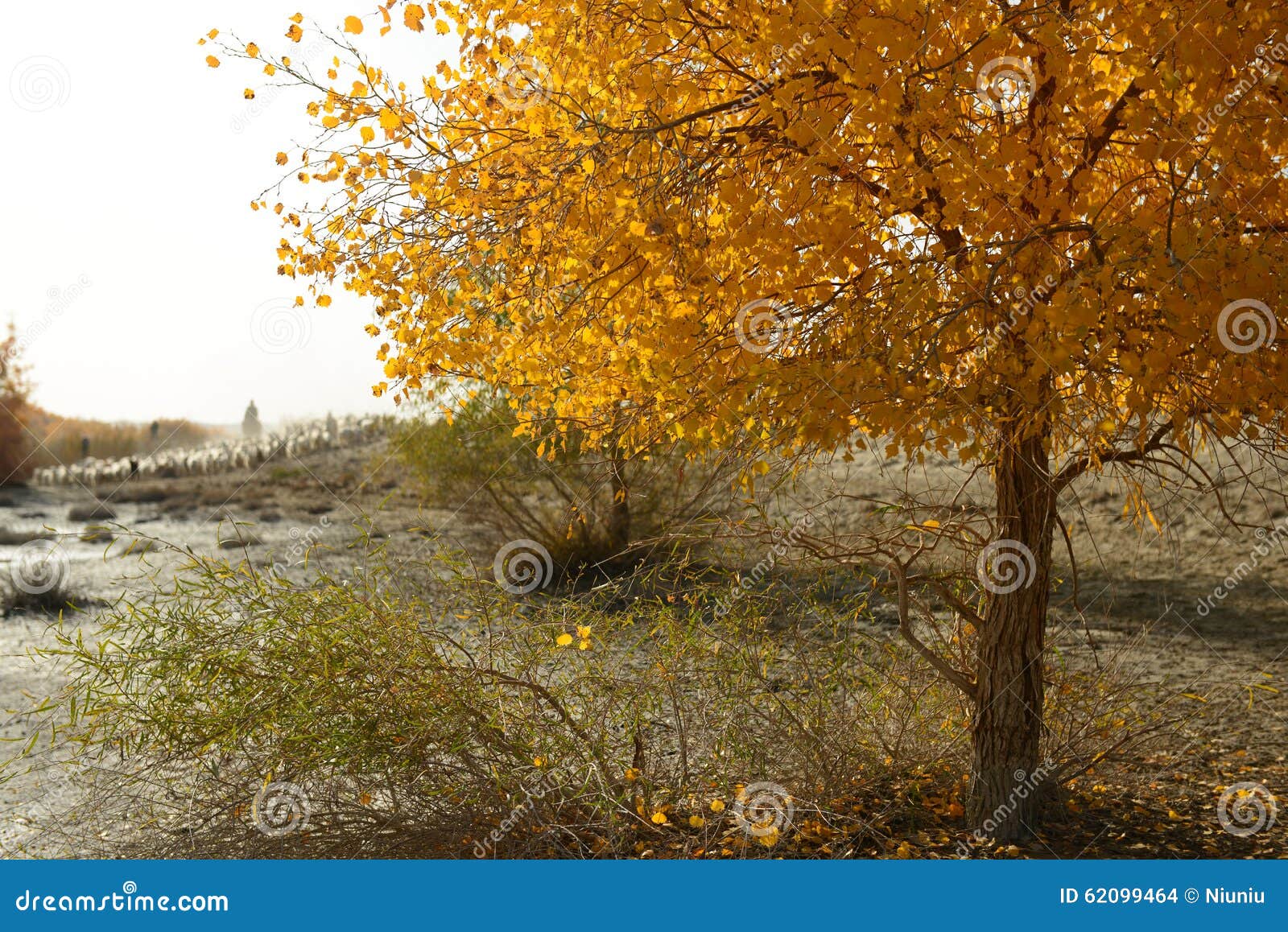 the goatherd in populus euphratica forest