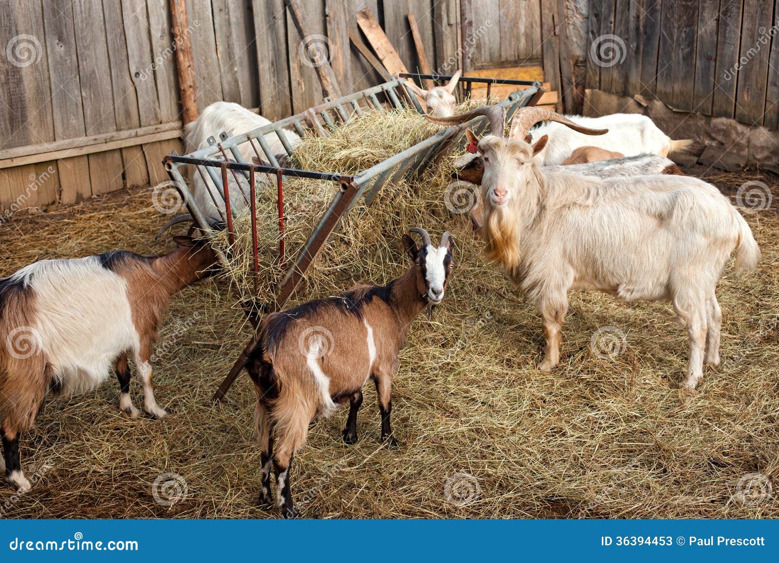 Goats in a barn stock image. Image of nature, female 36394453