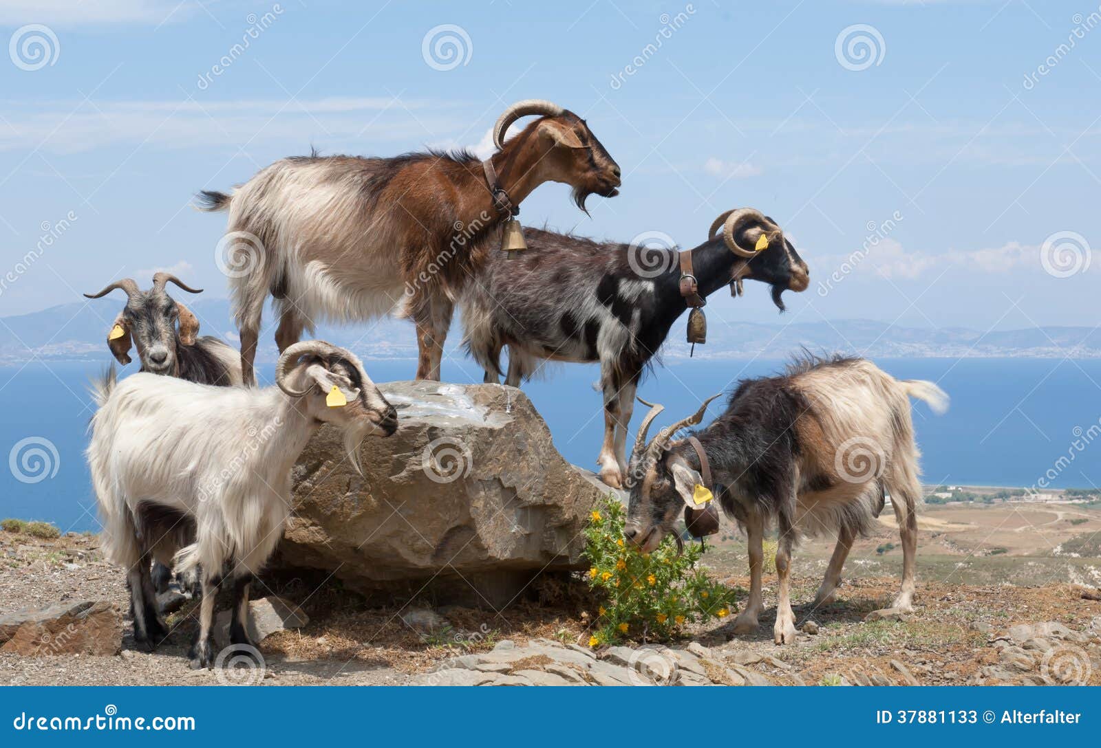 Goats on a boulder stock image. Image of forage, horns 37881133