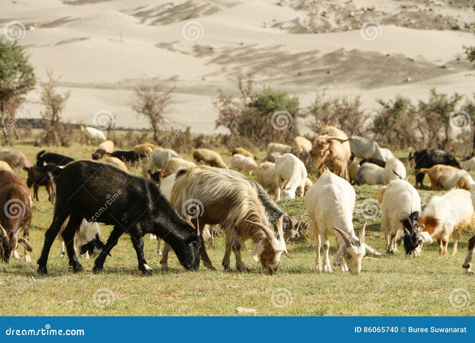 Goats crop grassland stock photo. Image of feed, animal 86065740