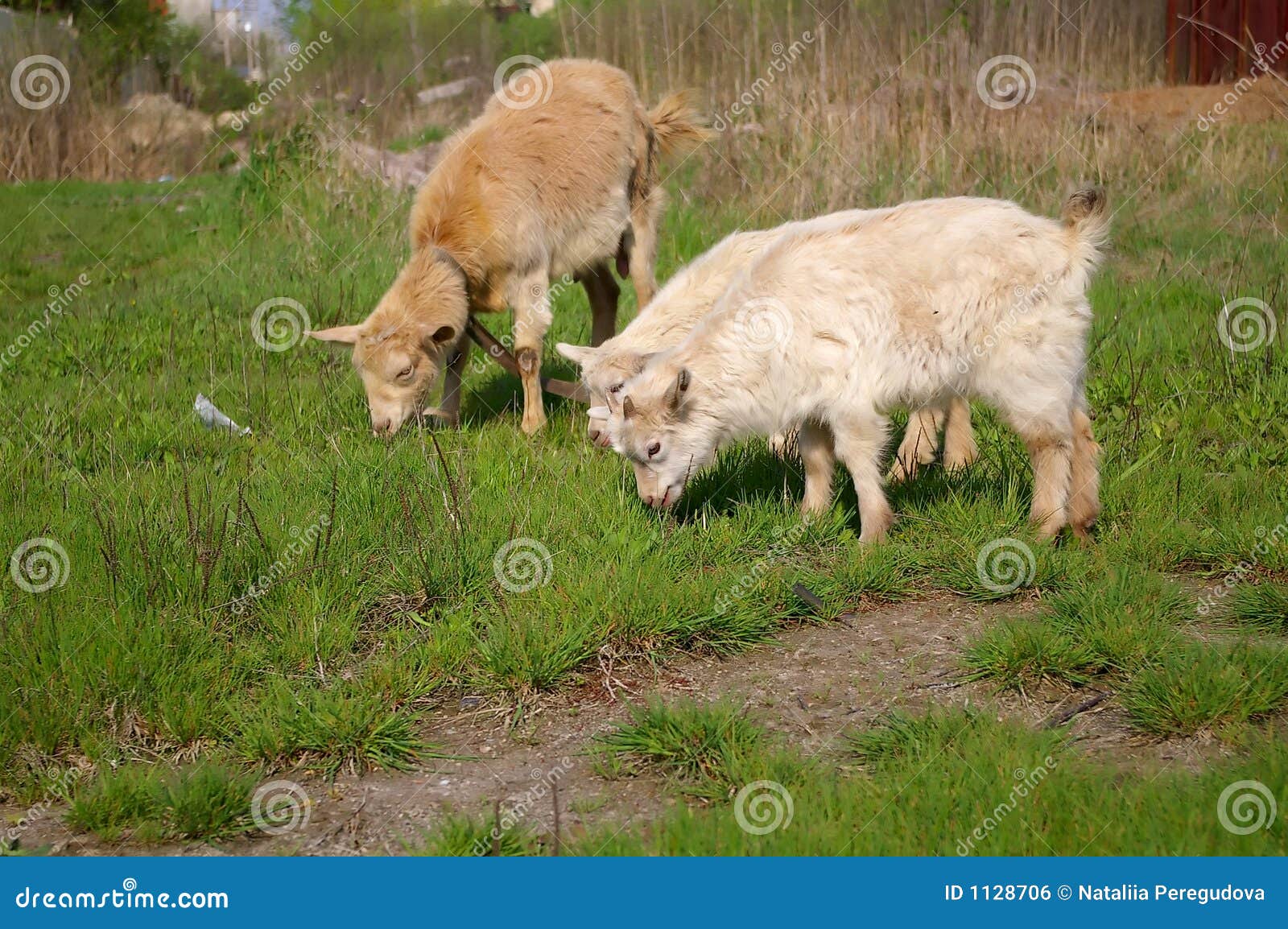 Goats eating stock photo. Image of field, twigs, livestock 1128706