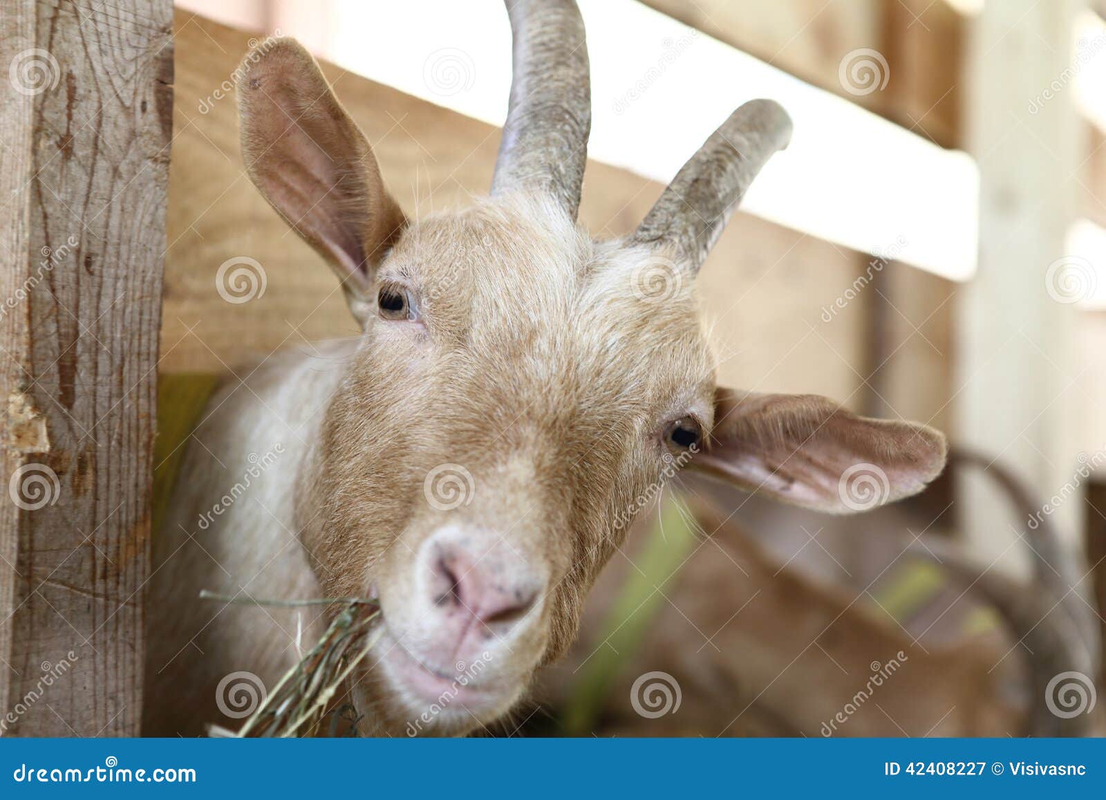 Goats Eating Papers And Other Trash, In Musandam, Oman RoyaltyFree