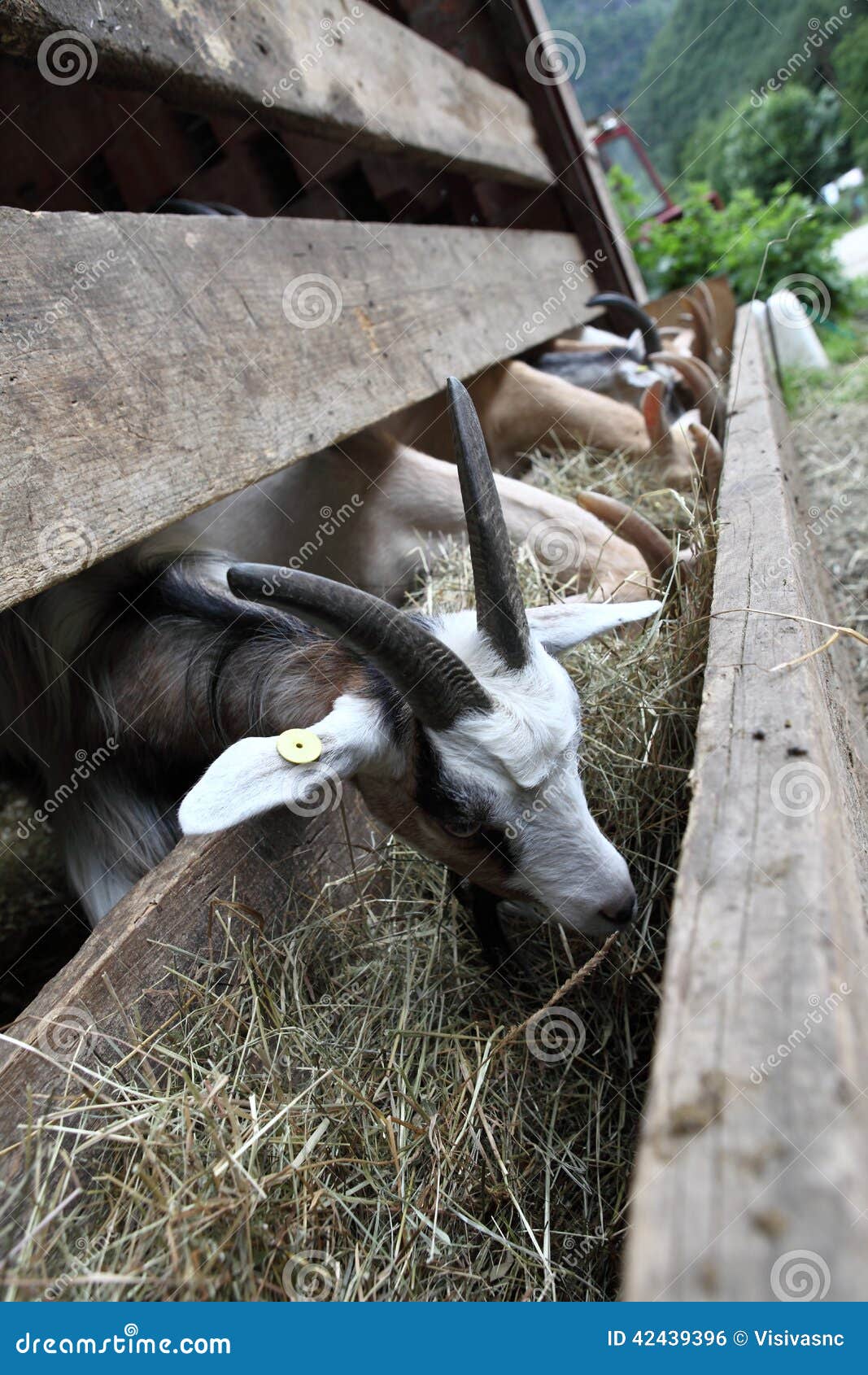 Goats Eating Argan Fruits, Morocco, Northern Africa. Stock Photography