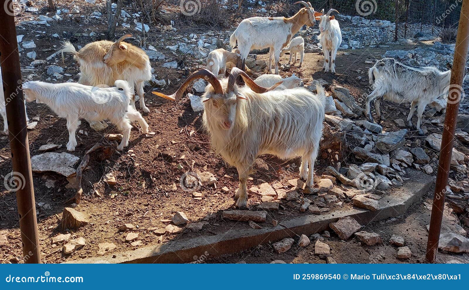 Goats farm in Croatia stock photo. Image of farm, animals 259869540