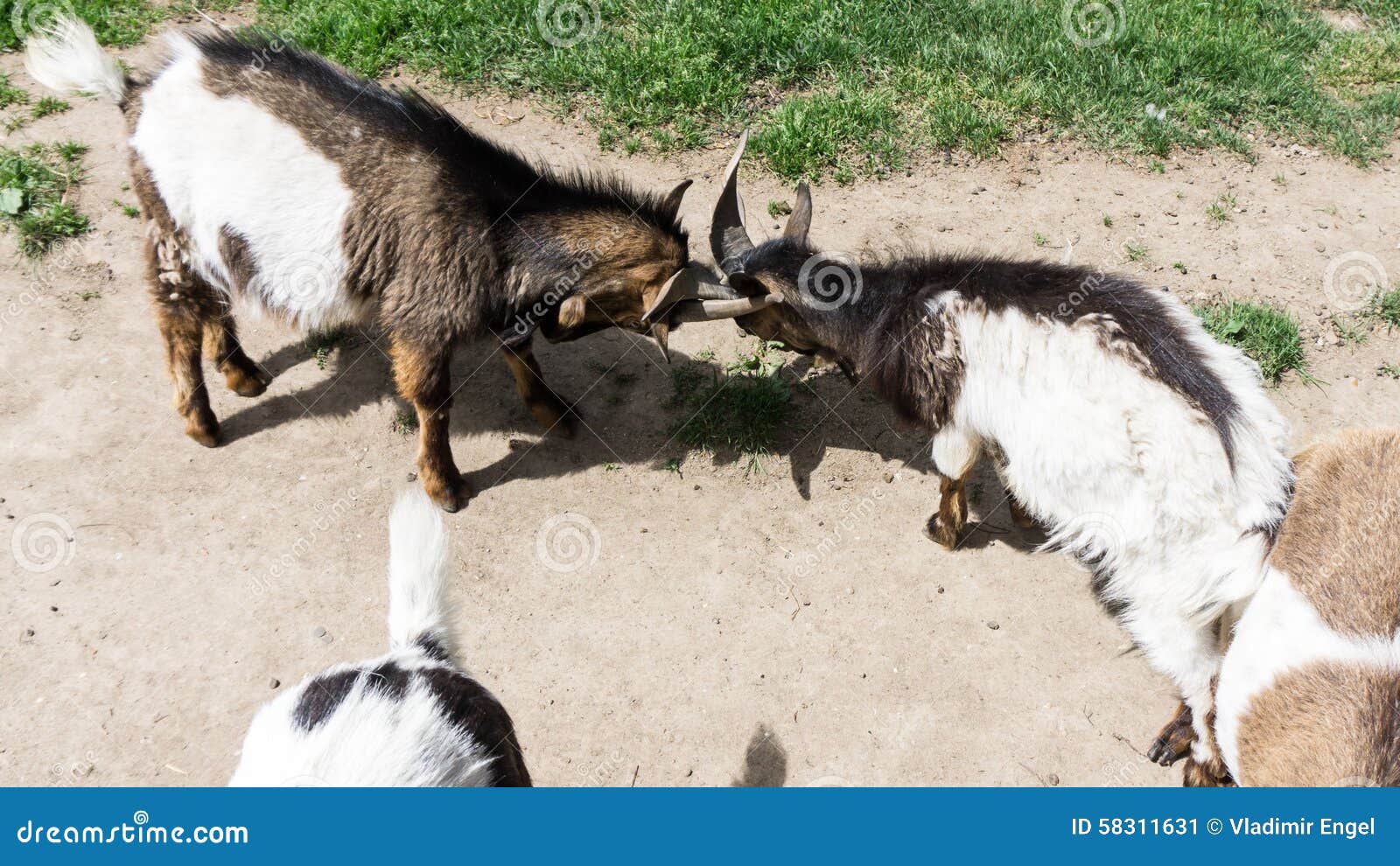 Goats are Fighting Head Buttle Stock Image Image of domestic, black