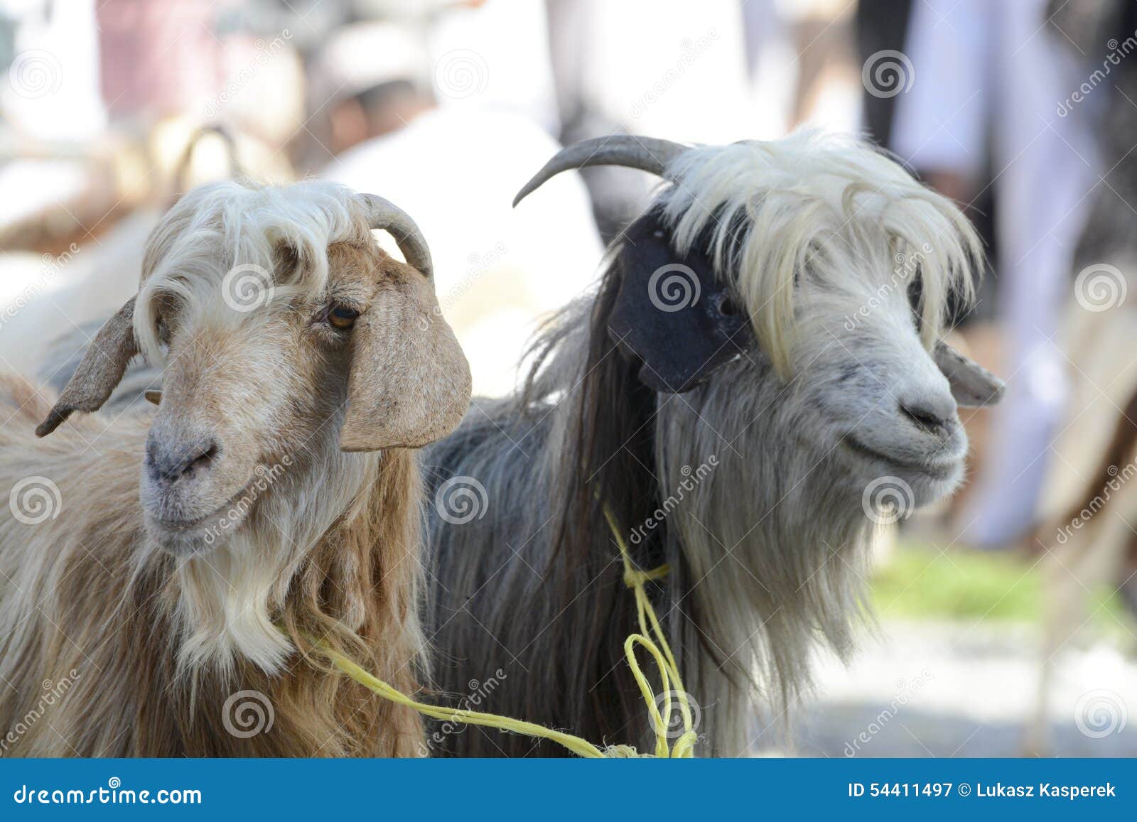 6,000 Goat Market Stock Photos - Free & Royalty-Free Stock Photos from  Dreamstime