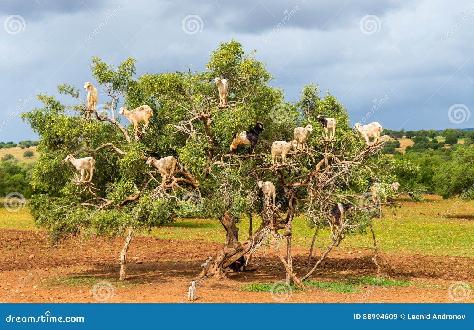 goats graze in an argan tree - morocco