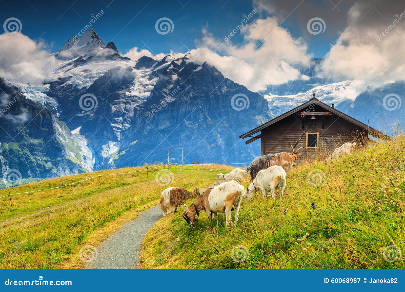 goats grazing on the alpine green field, grindelwald, switzerland, europe