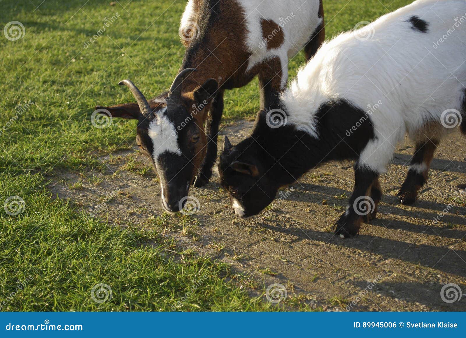 Goats grazing in a meadow. stock photo. Image of countryside 89945006
