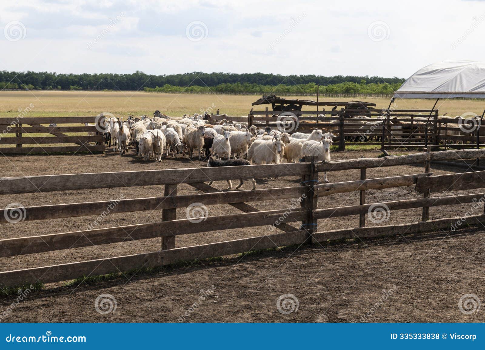 goats herded into enclosure