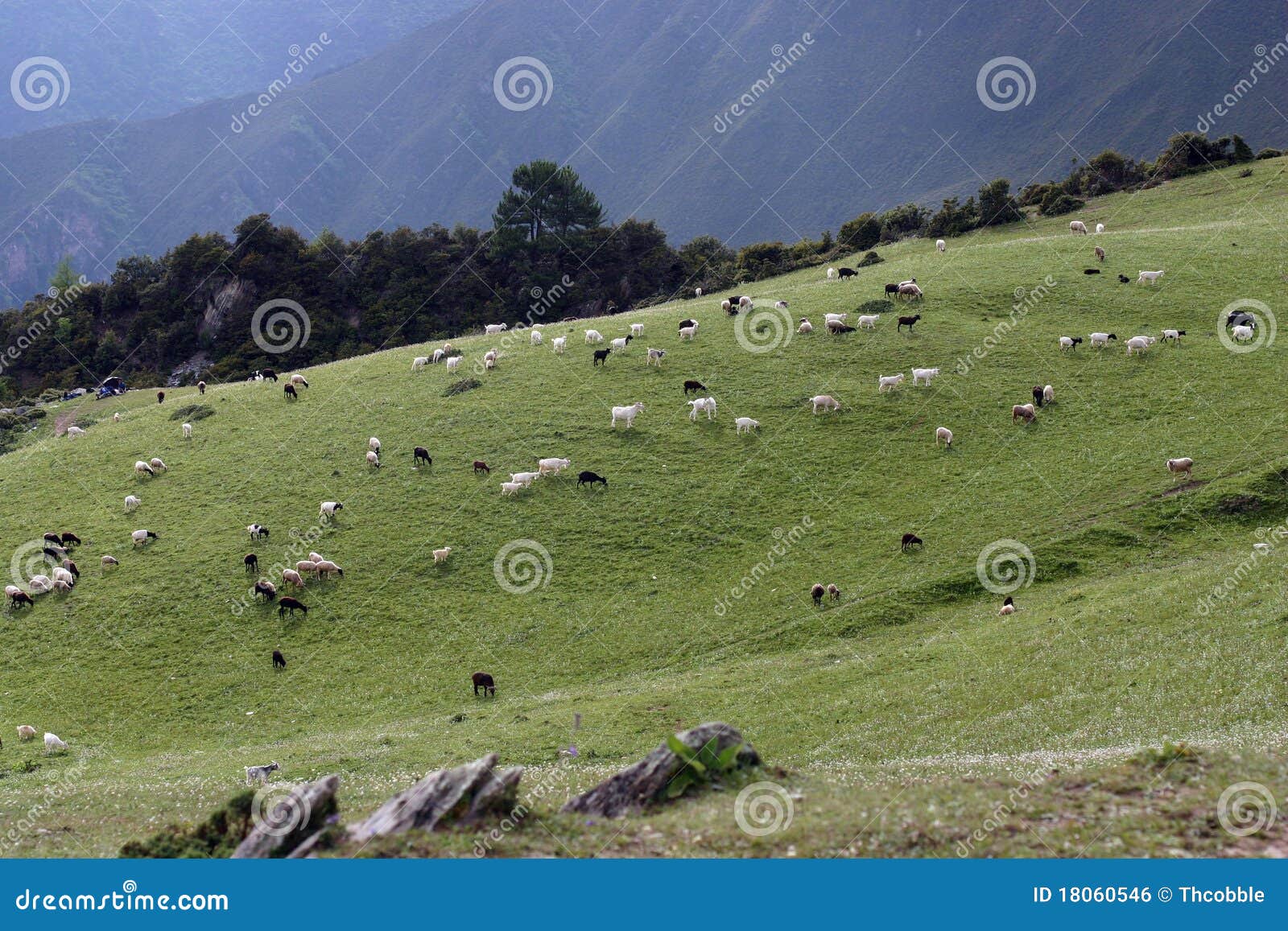 goats on the moutain grassland