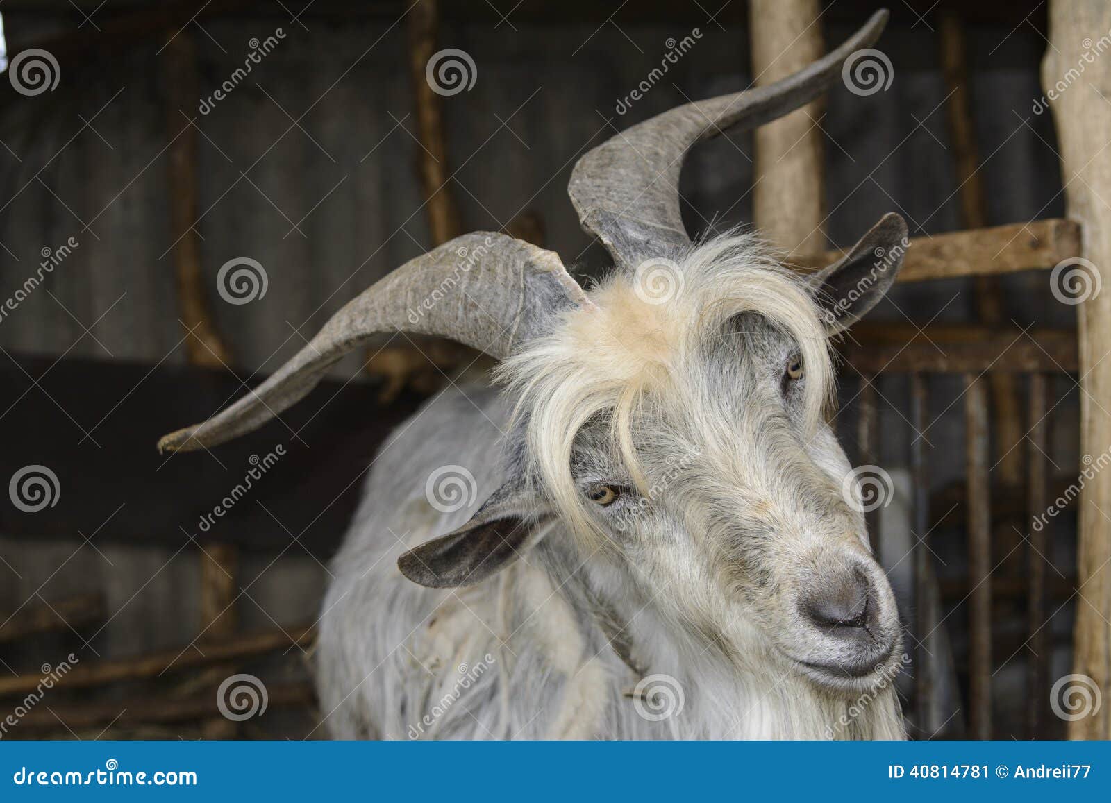 https://thumbs.dreamstime.com/z/goats-old-goat-big-horns-40814781.jpg