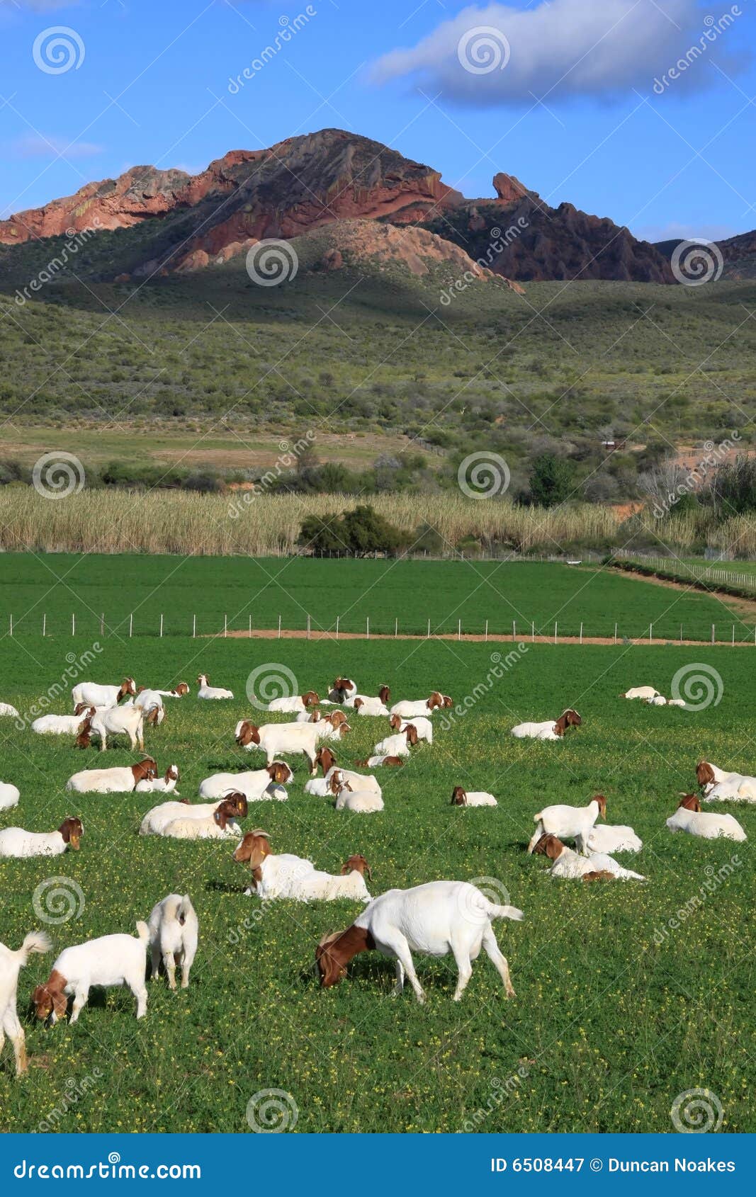 Goats in Pasture stock image. Image of nature, lush, goat 6508447