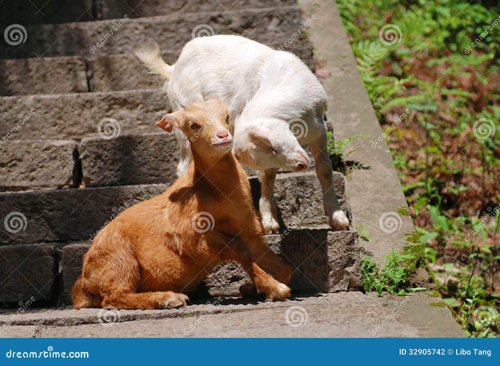 Goats Playing Together Stock Photography Image 32905742