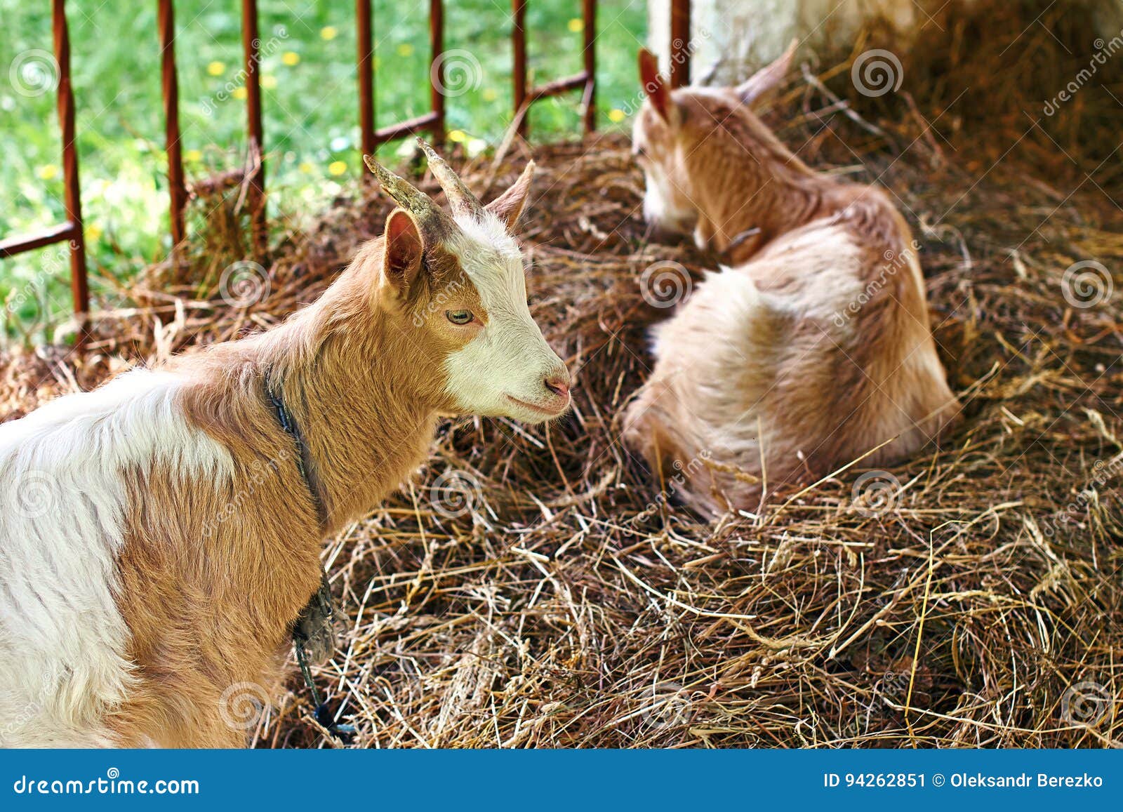 Goats sitting on hey stock image. Image of horns, grey 94262851