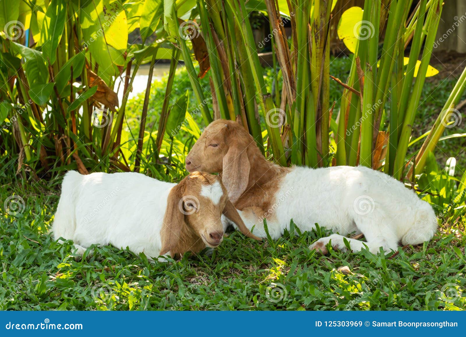 Goats are Sleeping on the Pavement in the Grass. Stock Image Image of