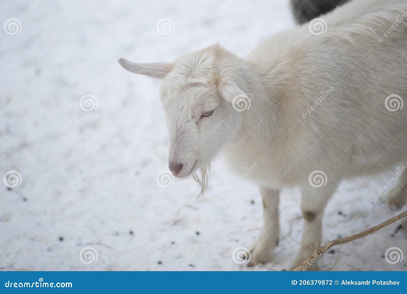 Goats on the Street. Pets Outside in Winter Stock Photo Image of cold
