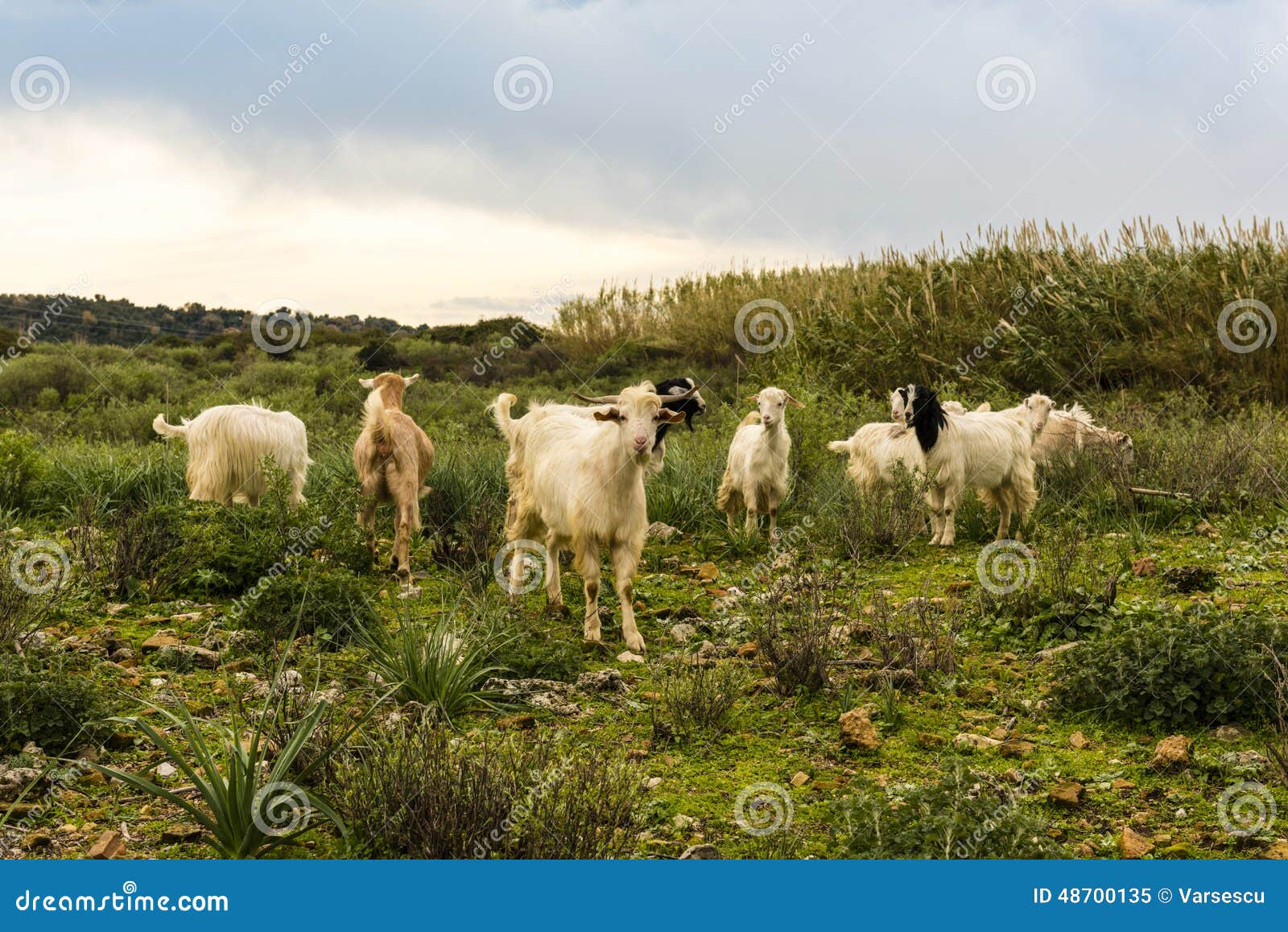 Goats in Turkey stock image. Image of cloud, farm, closeup 48700135