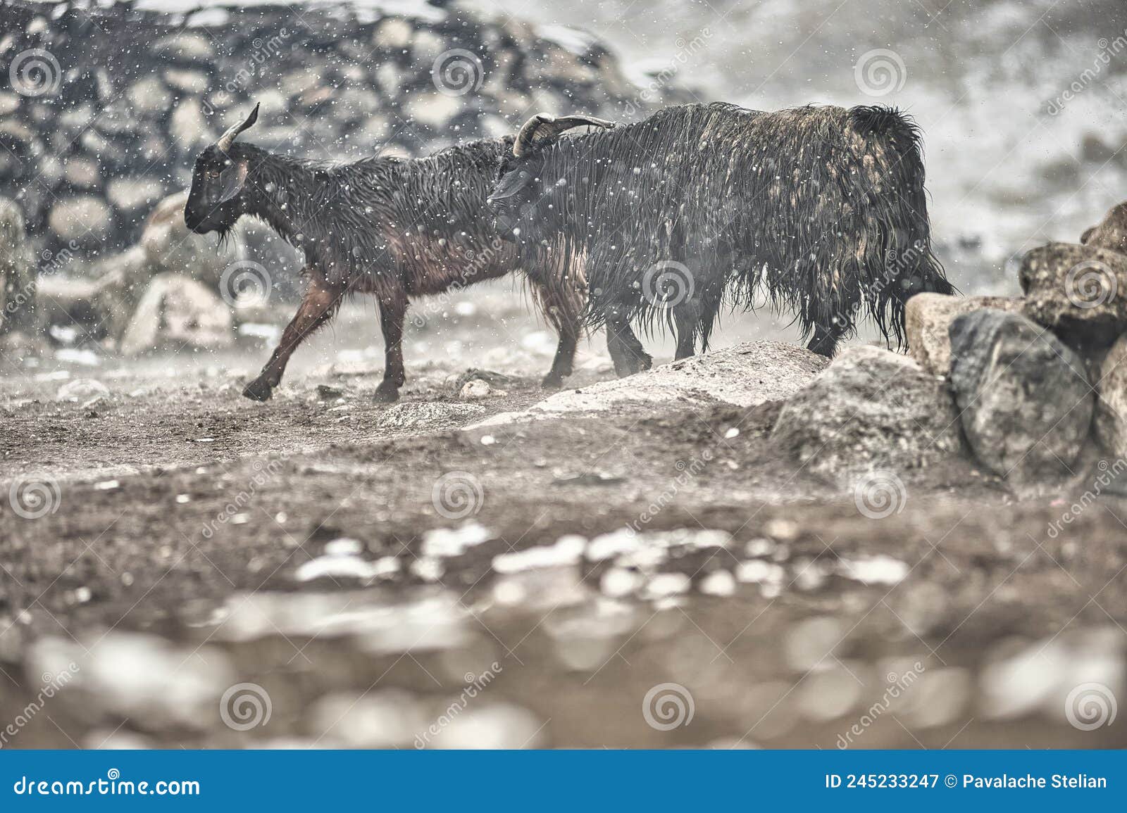 the goats in upper shimshal 5600m live even in summer in winter conditions full of snow and temperatures that drop to -15, -20 deg