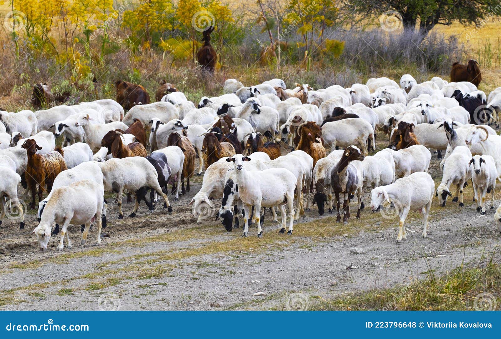Goats Walk in Village, Breeding of Domestic Animals. Industrial Animal  Husbandry, Livestock Business Concept, Farm with Animals, Stock Photo -  Image of sniff, goat: 223796648