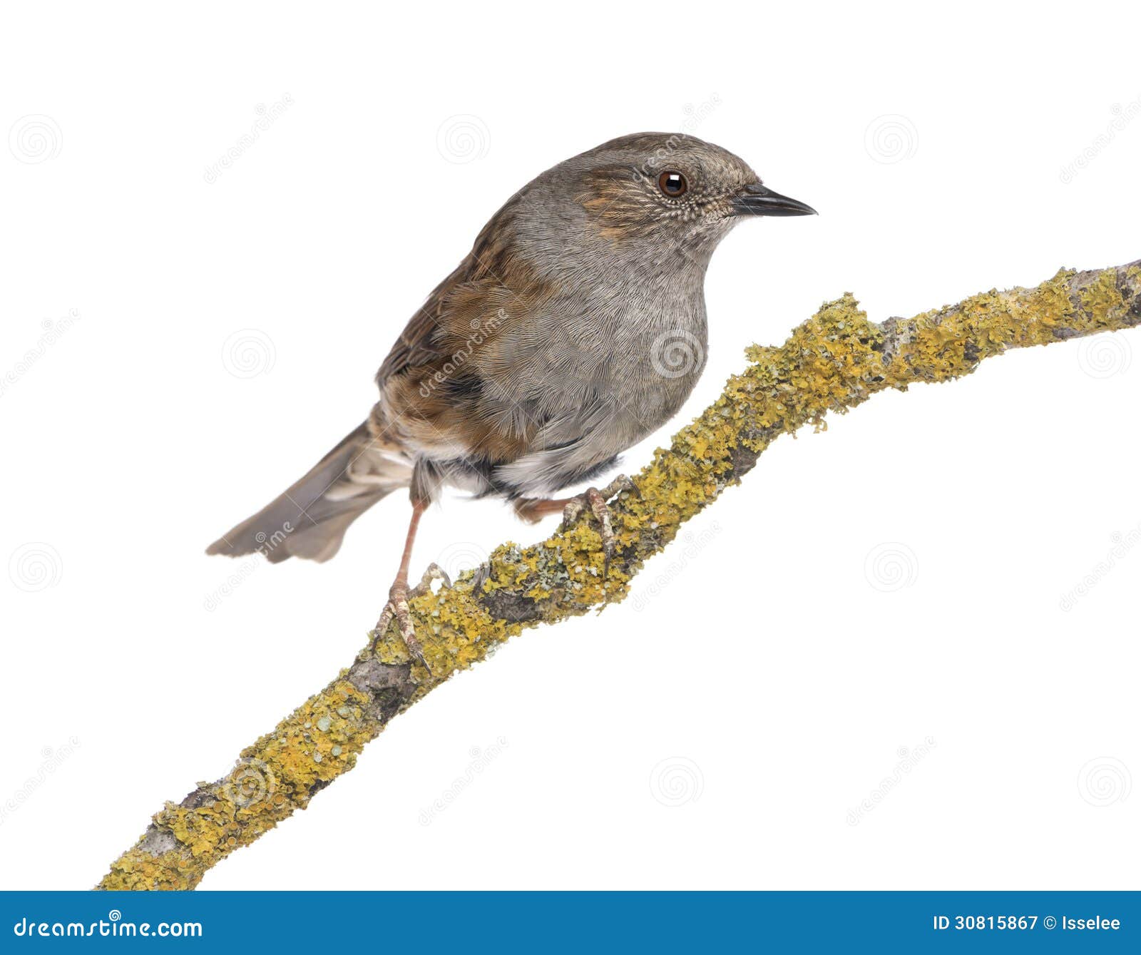 gobemouche perched on a branch - muscicapa striata