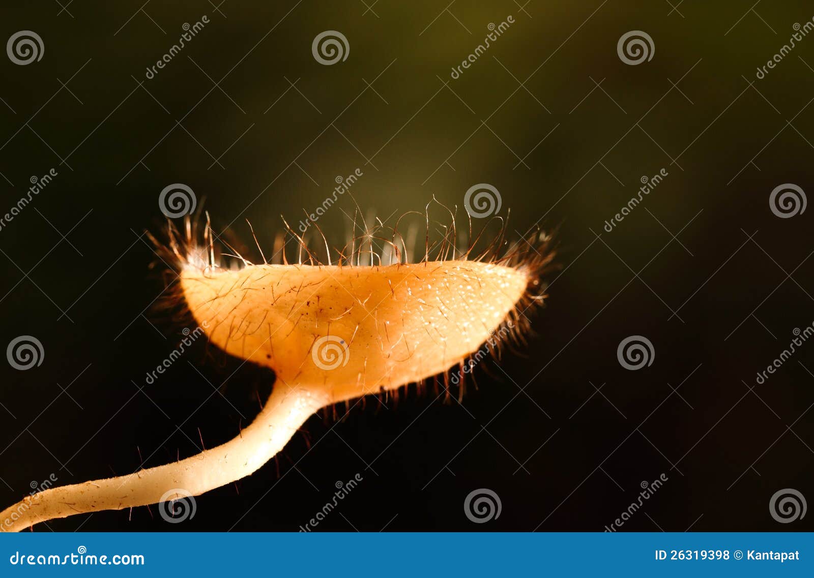Goblet mushroom stock photo. Image of jungle, rainforest 26319398