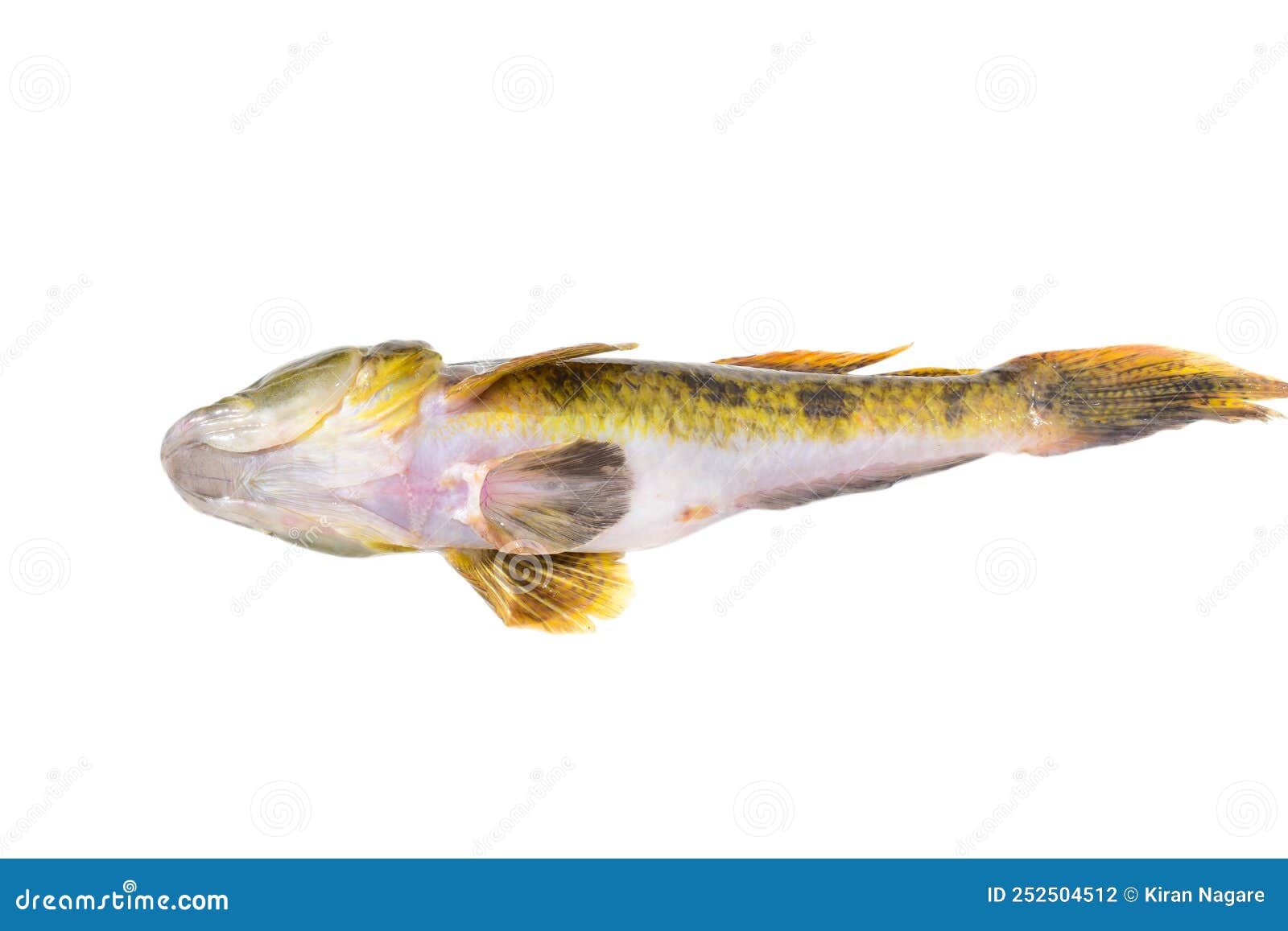 Goby fish isolated stock photo. Image of brown, stone 252504512