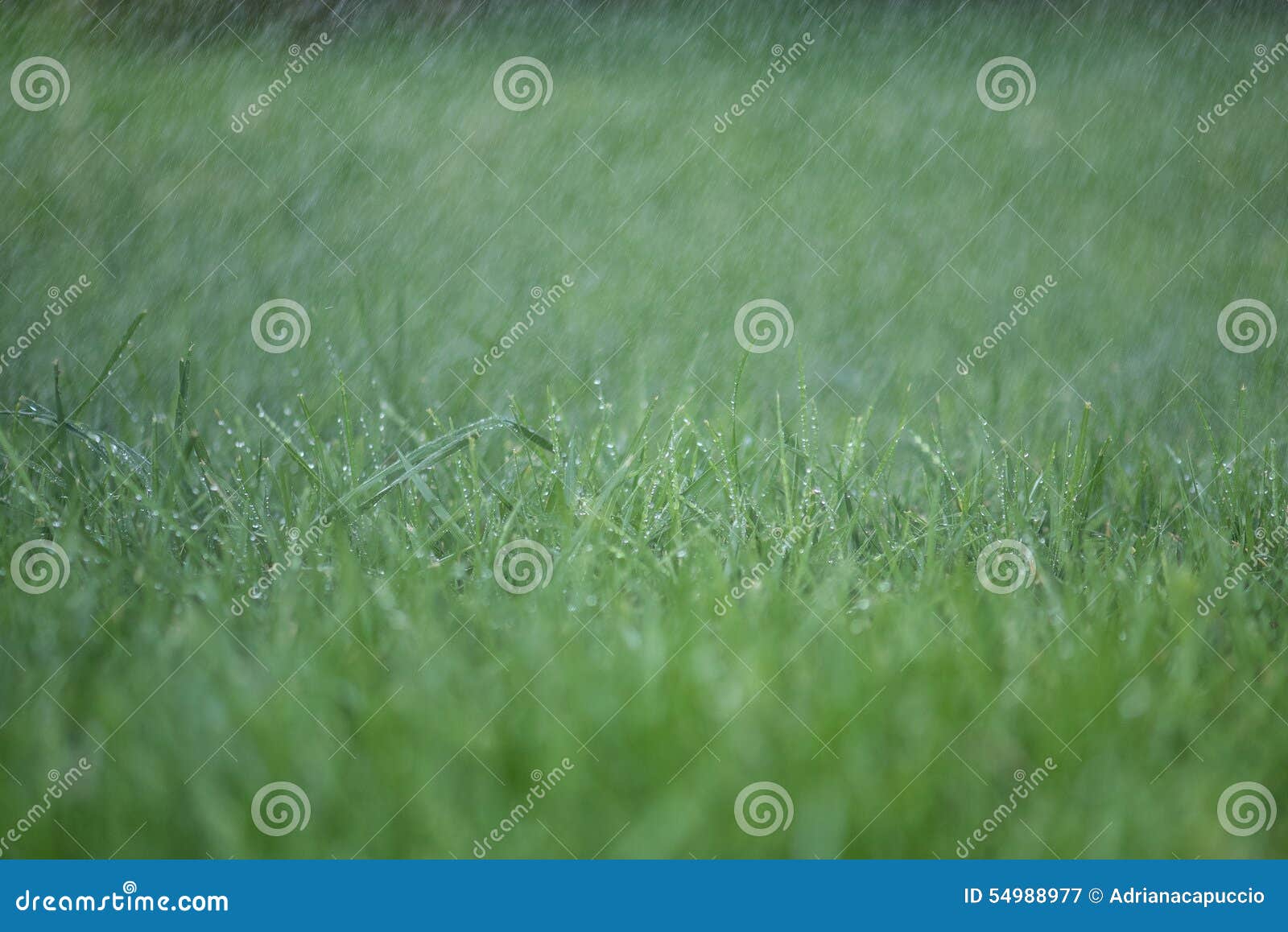 Gocce Di Pioggia Dacqua O Doccia A Vapore Isolate Su Sfondo Trasparente Gm990039430 268366789 - Foto 5