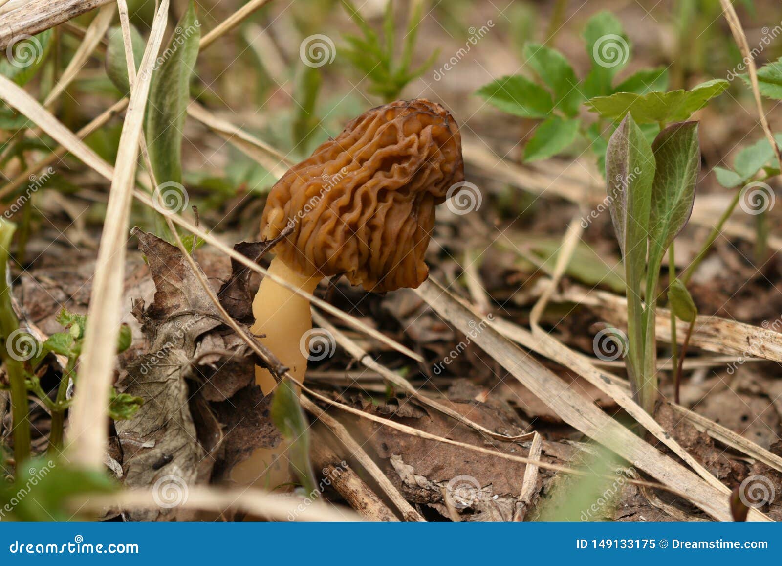 morel mushroom surrounded by green plants