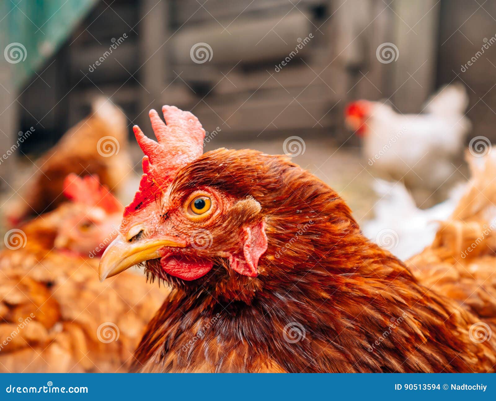 Goed-verzorgde rode kippen in het dorp Kippen die op landelijk lopen. Goed-verzorgde rode kippen in het dorp Kippen die op landelijke werf lopen Gelukkig gevogelte