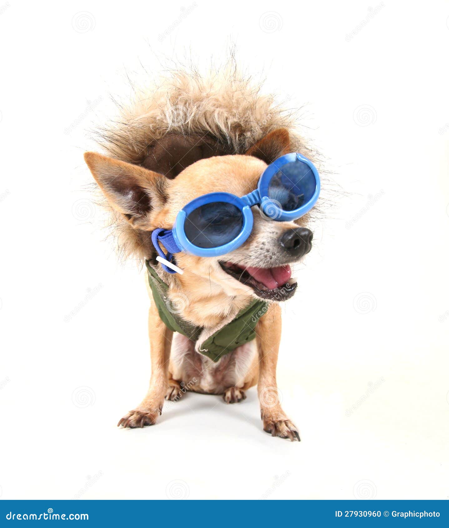 Goggle chihuahua stock photo. Image of coat, licking 27930960