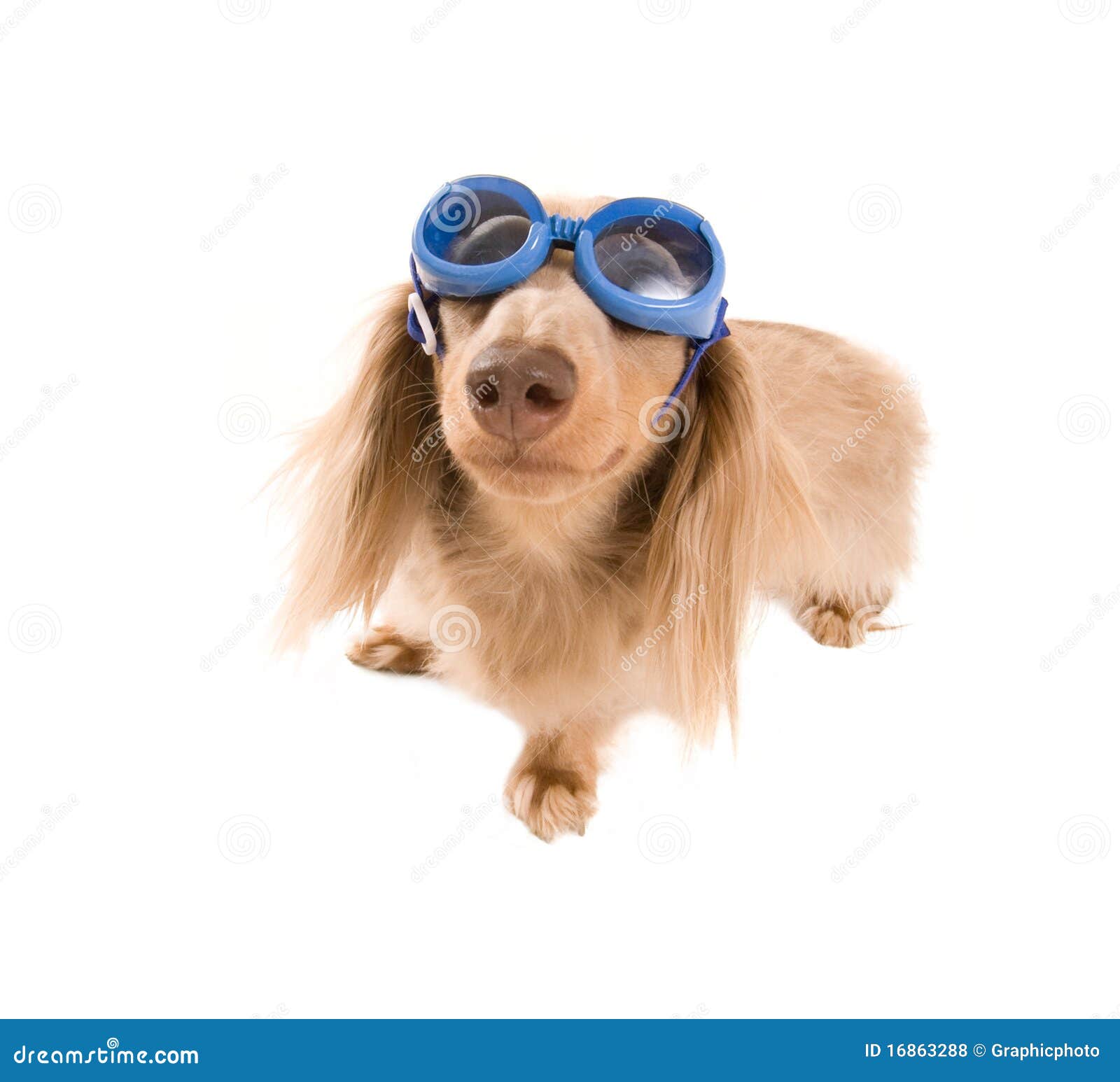 Goggle dog stock photo. Image of canine, mammal, furry 16863288