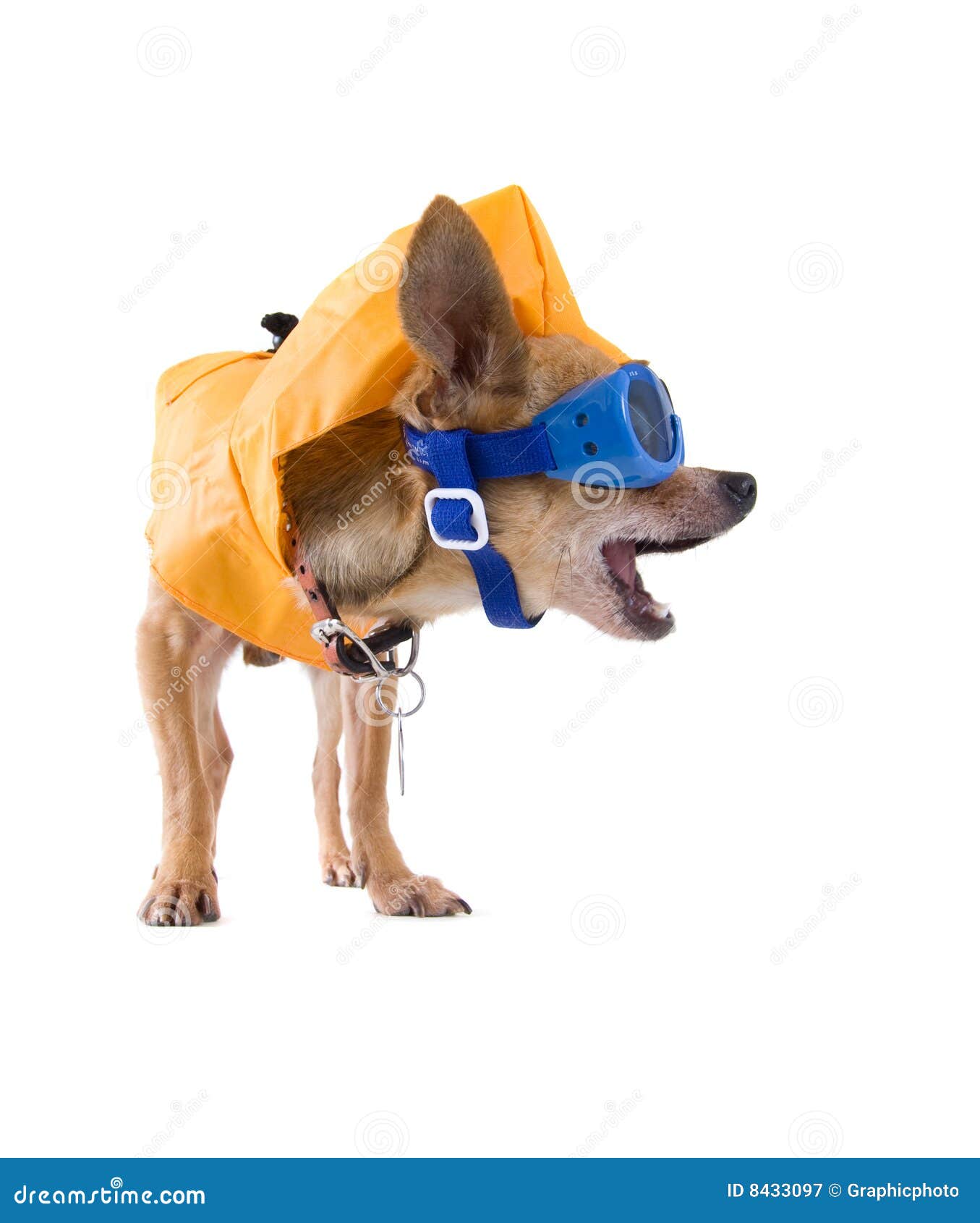Goggle dog stock image. Image of miniature, jacket, male 8433097