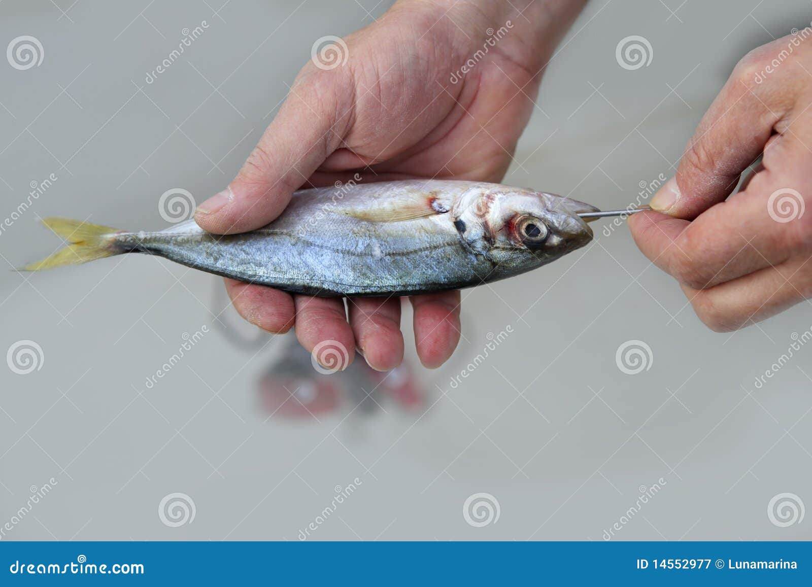 Goggle Eye Mackerel Live Bait Fish Hook Tackle Stock Image Image of