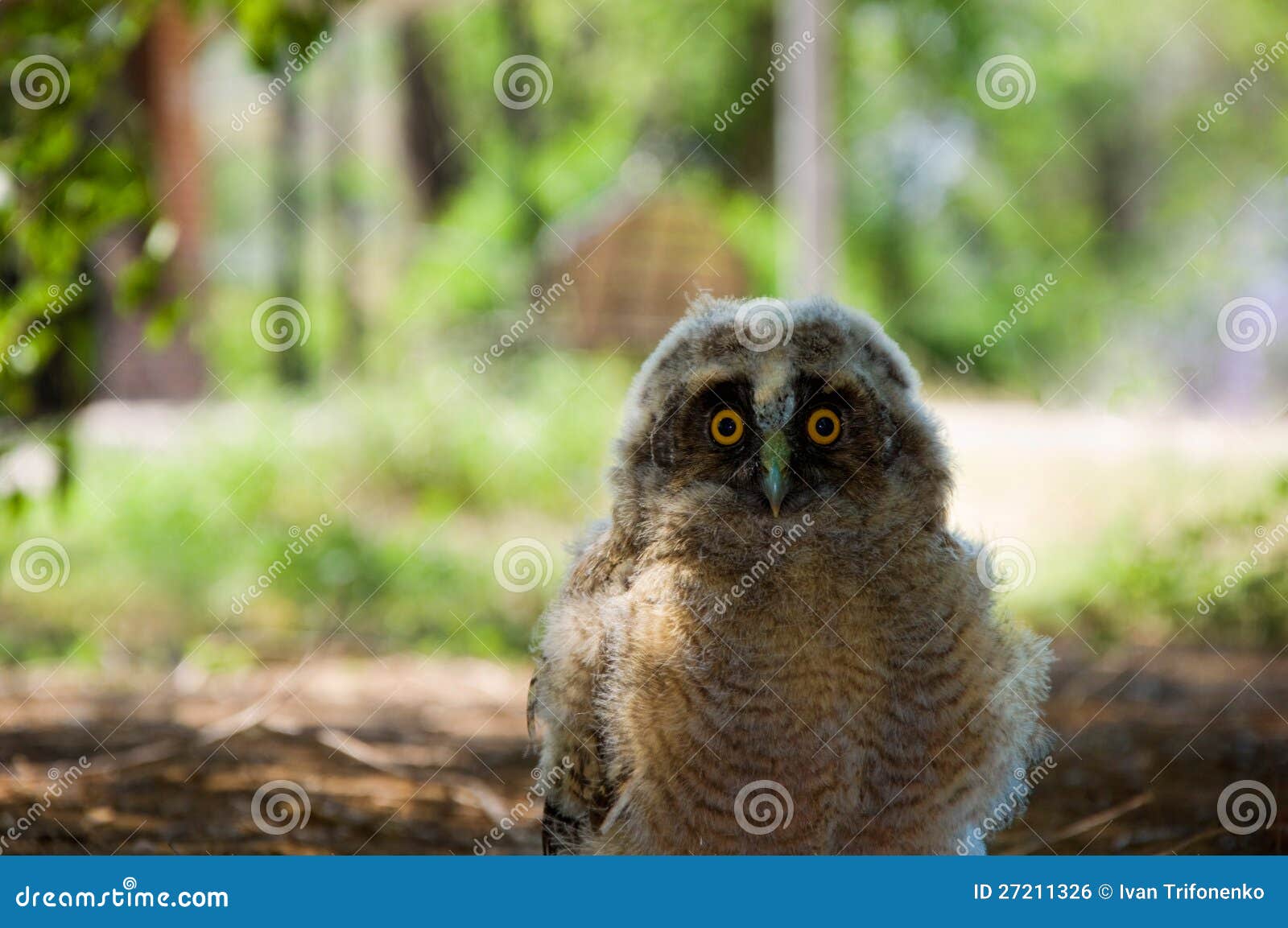 Goggleeyed stock photo. Image of look, birds, national 27211326