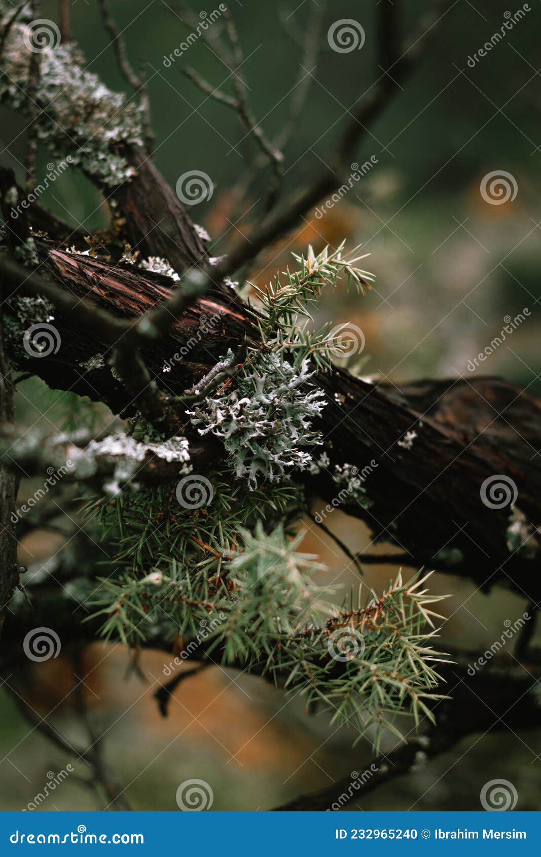 pine bush with sharp pointy needles.