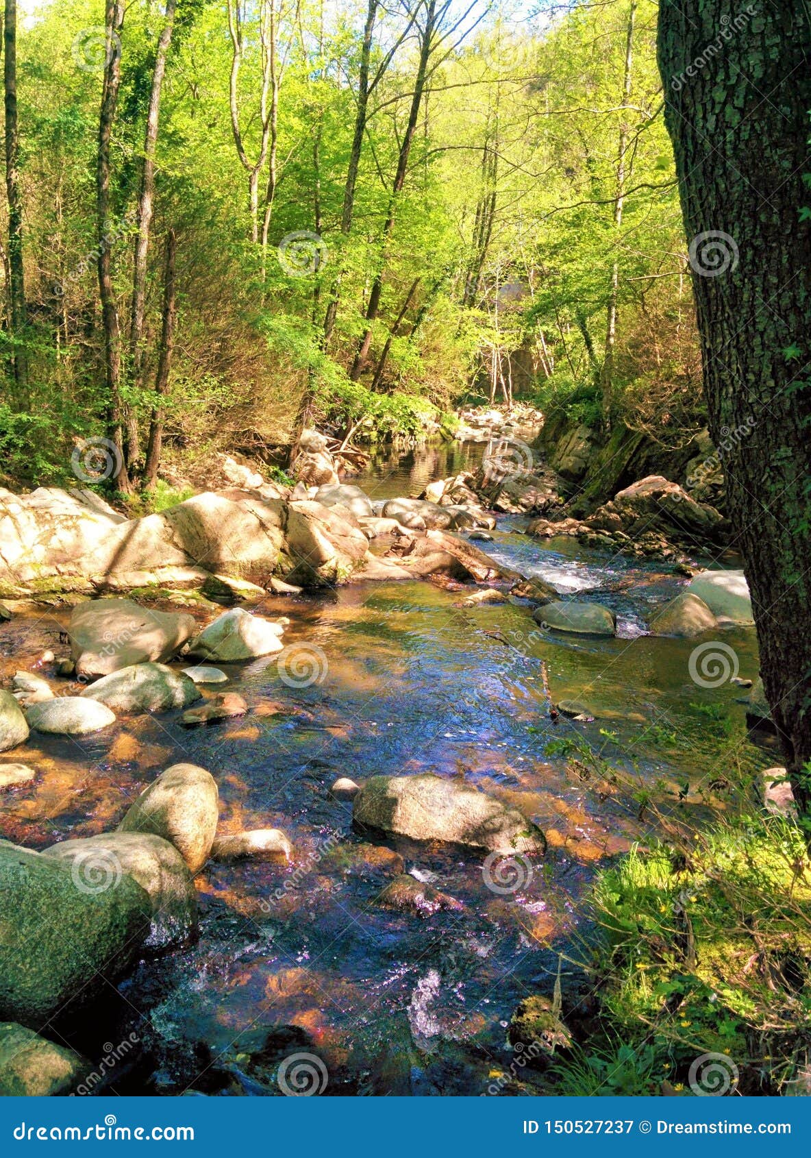 little river among the forest full of life