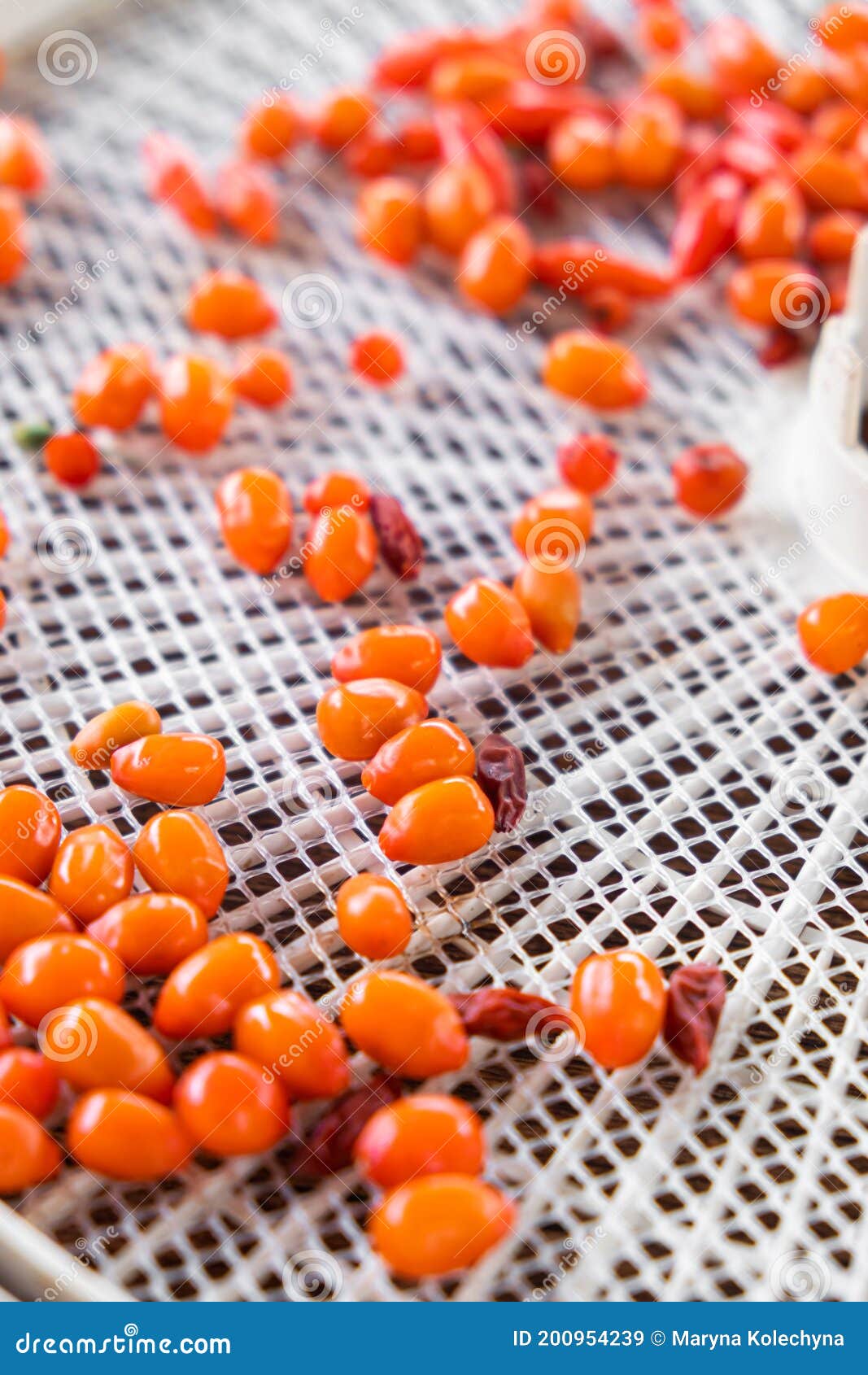 Goji Berries in Fruit Dryer Machine. Red Dried Goji Berries Stock Image