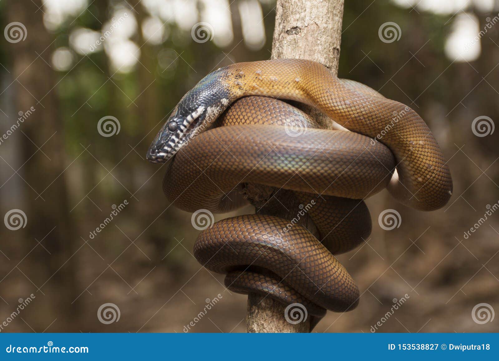 gold albertisi/white lipped python leiopython albertisi
